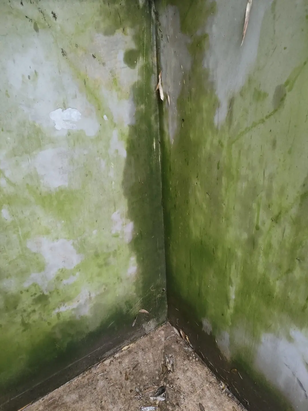 Angle de deux murs en béton couverts d’algues vertes et de mousse, avant le nettoyage par Artisans L.L